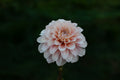 Sweet Nathalie dahlia