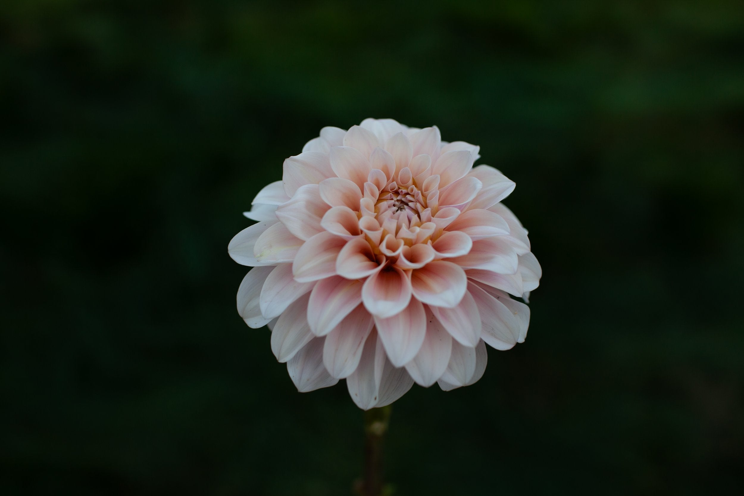 Sweet Nathalie dahlia