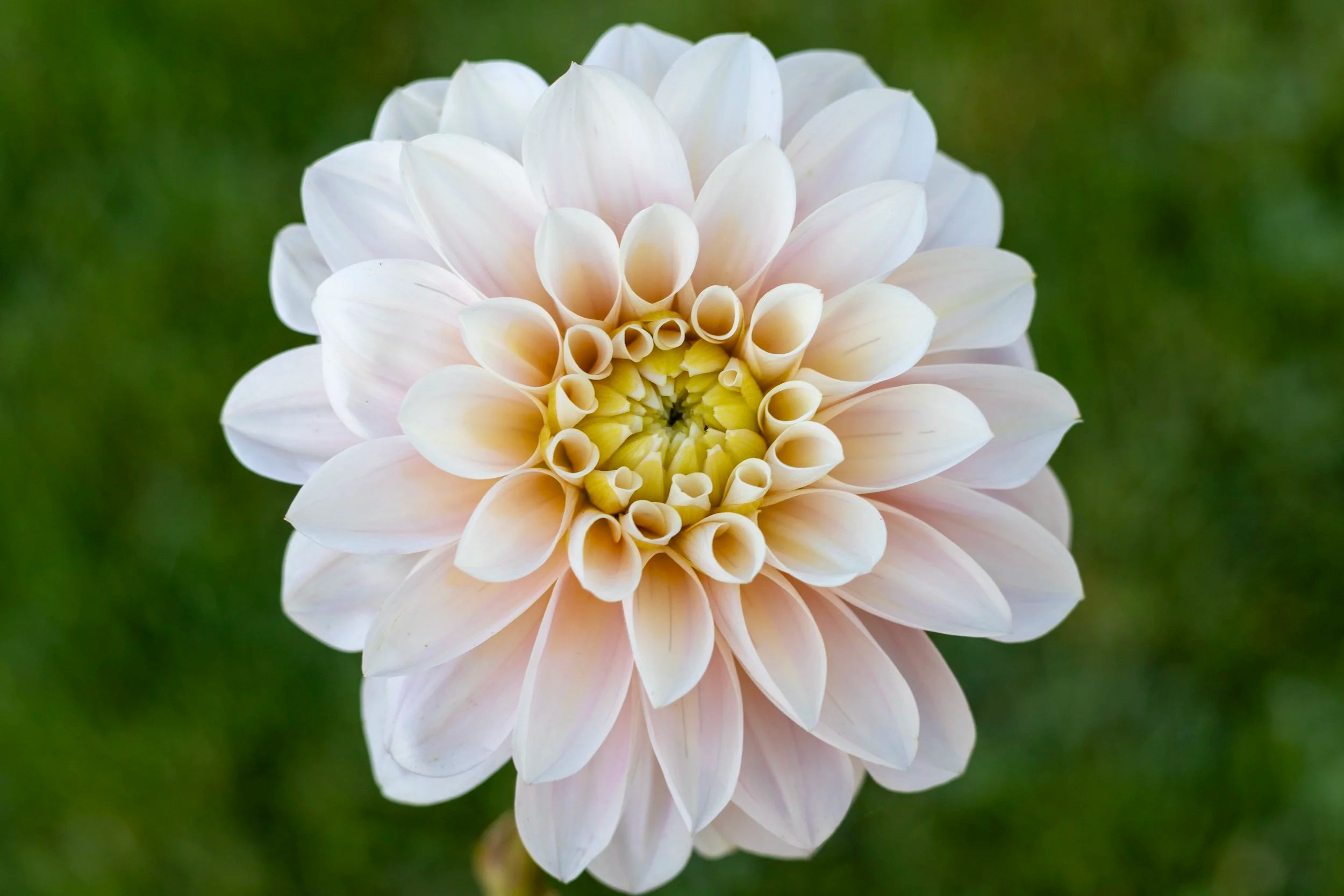Sweet Nathalie dahlia, image 2