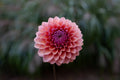 Sweet Sanne dahlia