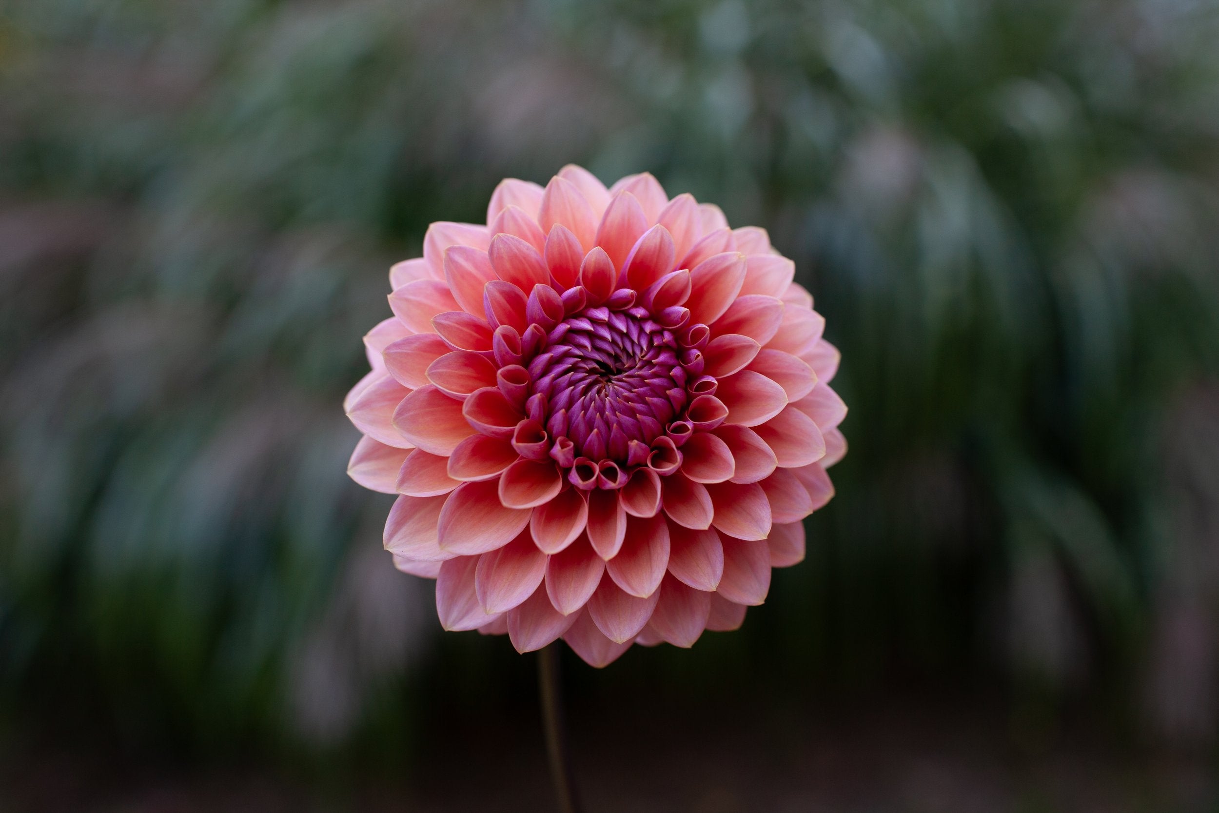 Sweet Sanne dahlia