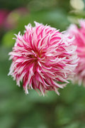 Tahoma Tempest dahlia