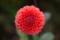 Tempest dahlia