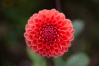 Tempest dahlia