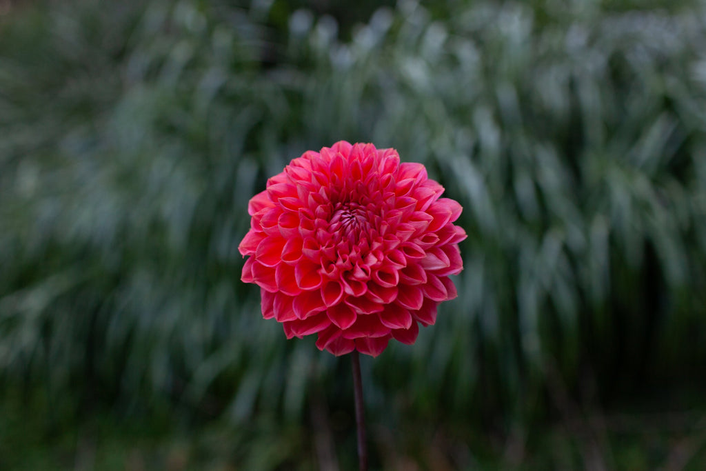 Tempest dahlia, image 2