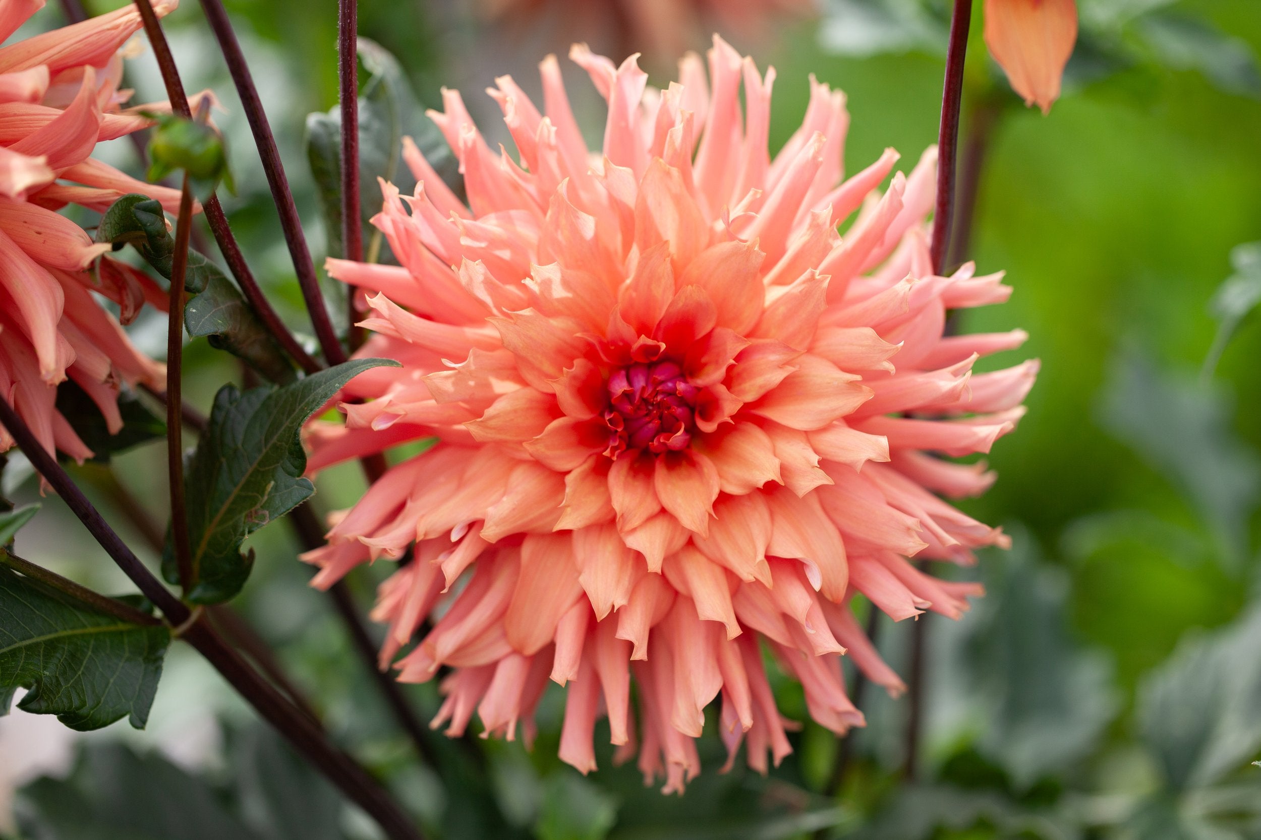 Terracotta dahlia, image 2