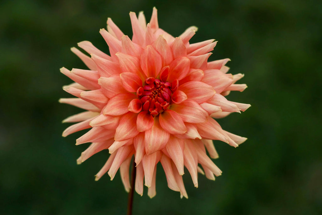 Terracotta dahlia