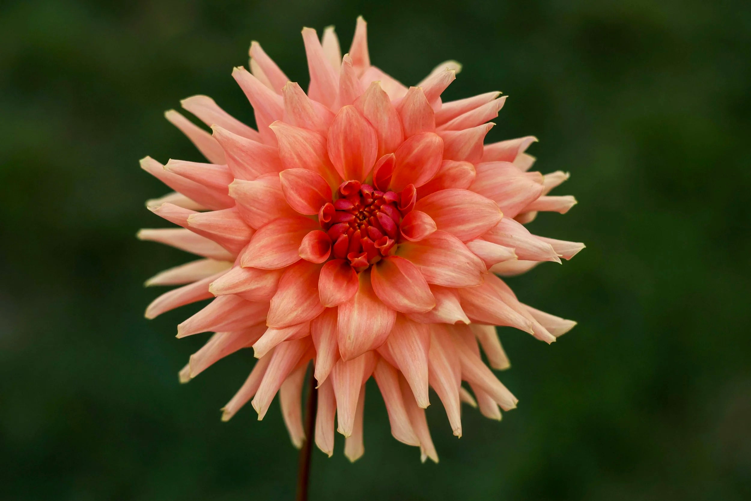 Terracotta dahlia