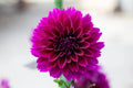 Thomas A Edison dahlia