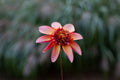 Totally Tangerine dahlia