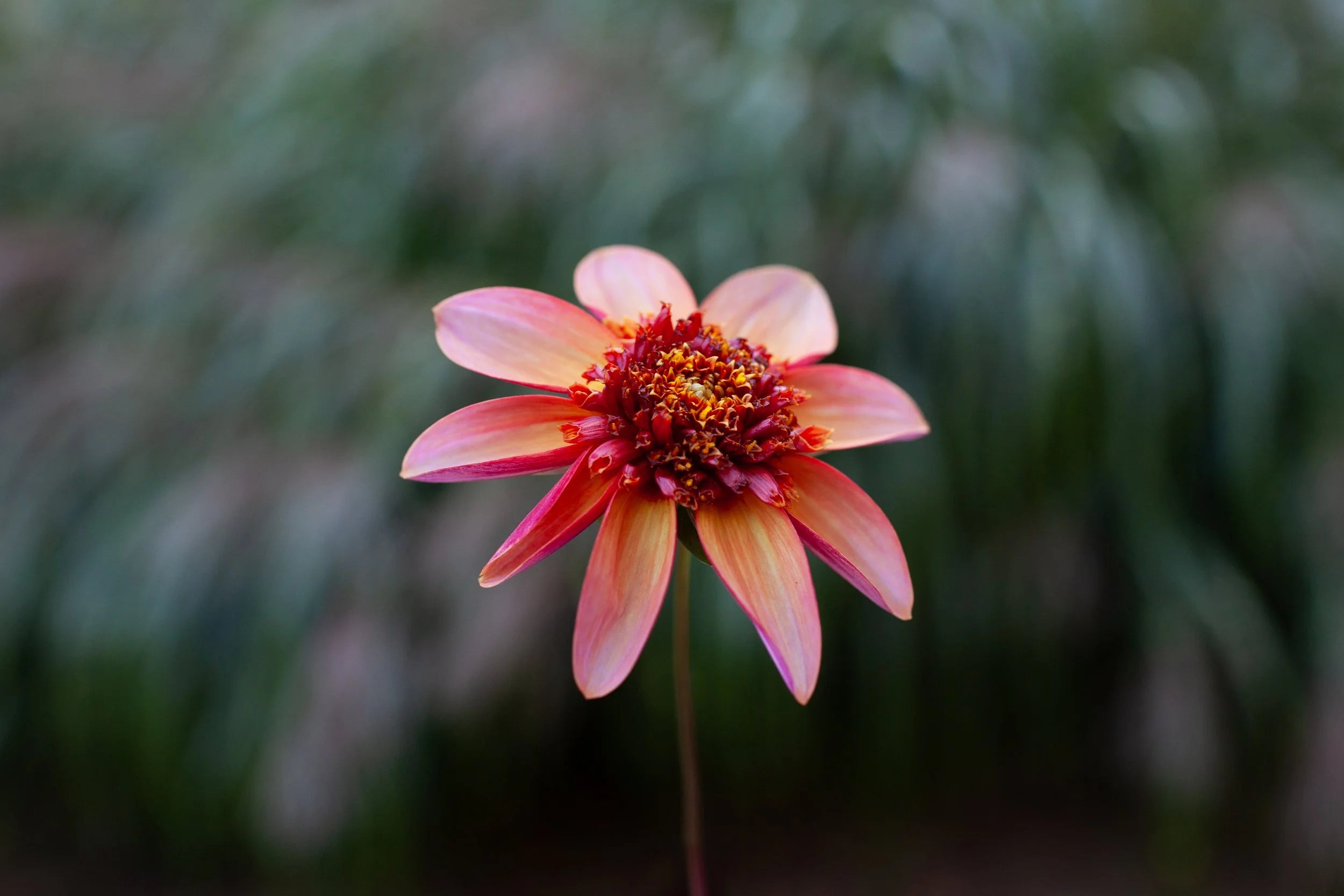 Totally Tangerine dahlia