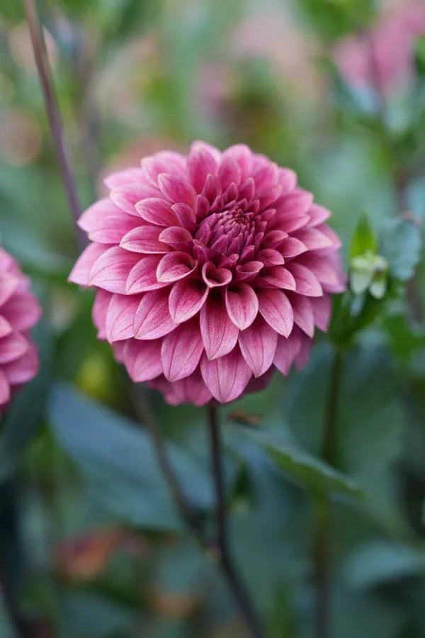 RM Smokeshow dahlia