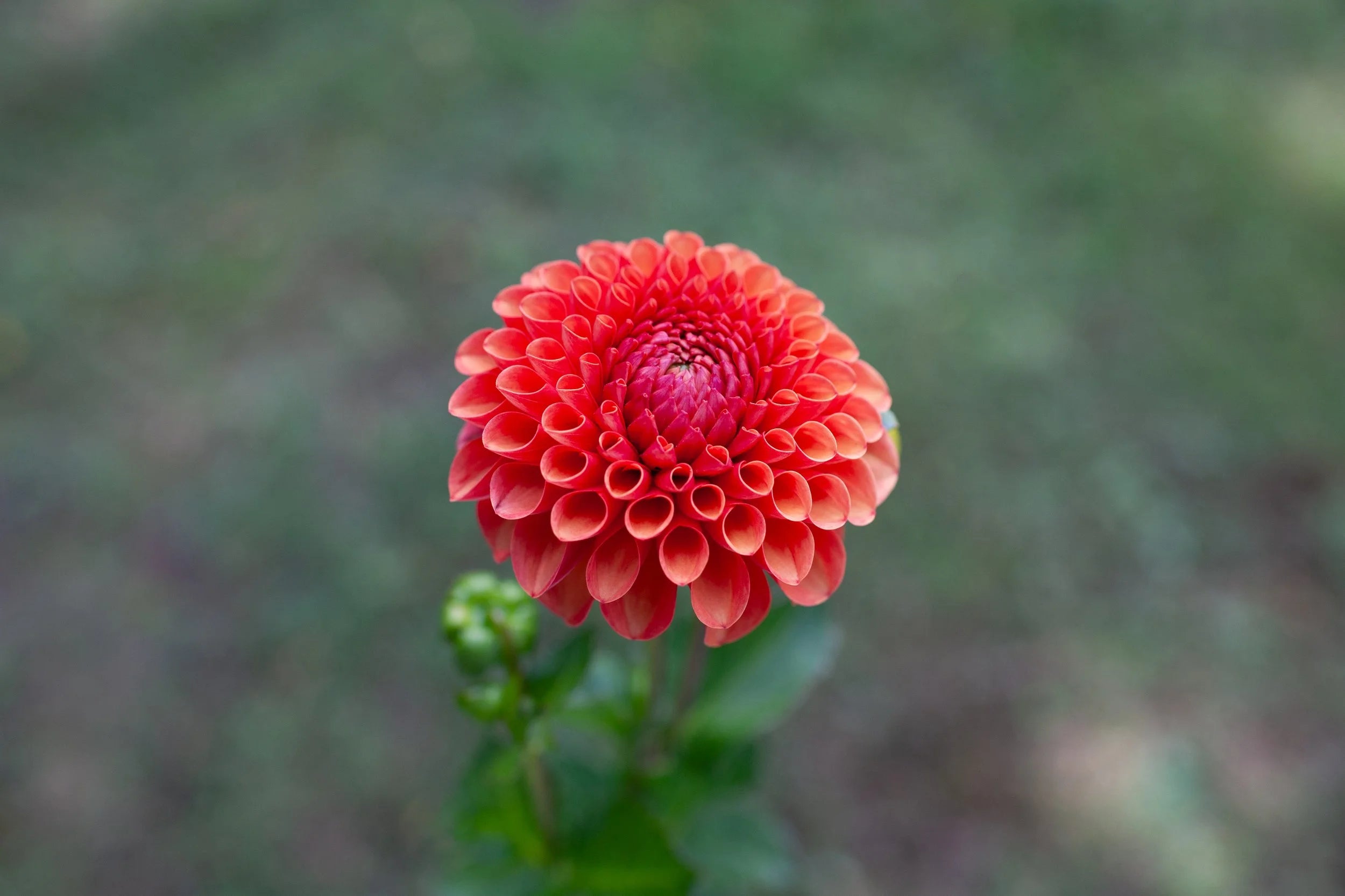 Valley Rust Bucket dahlia
