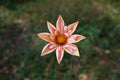 Venus dahlia
