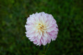 Verrone's DF dahlia