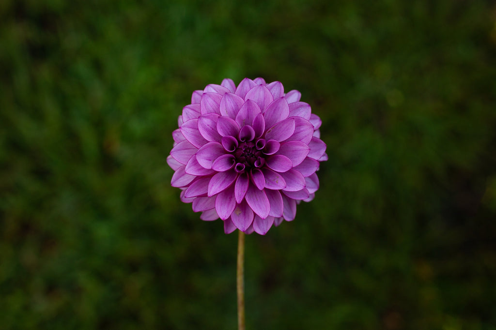 Verse dahlia, image 2