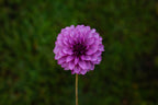 Verse dahlia, image 2