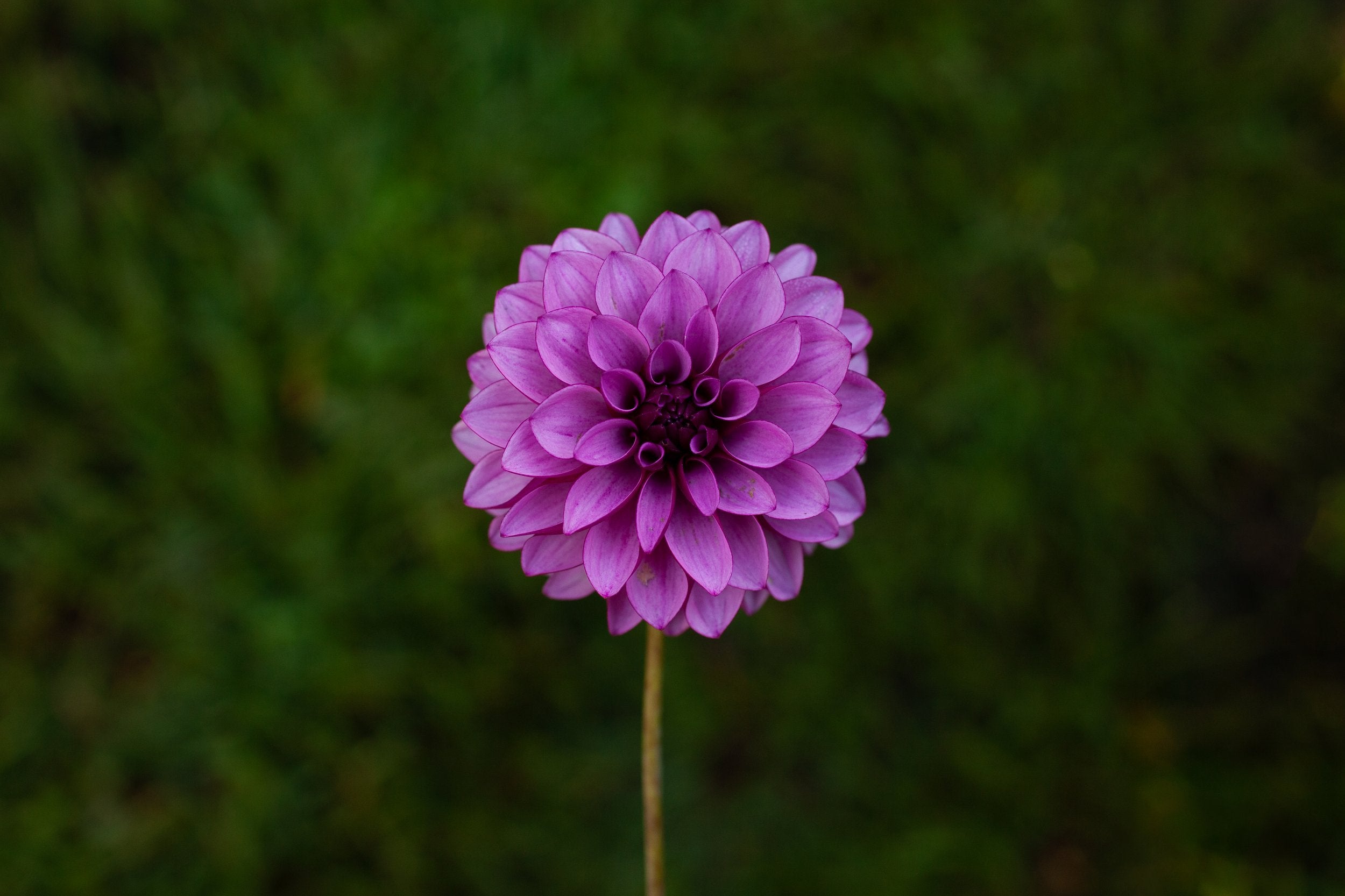 Verse dahlia, image 2