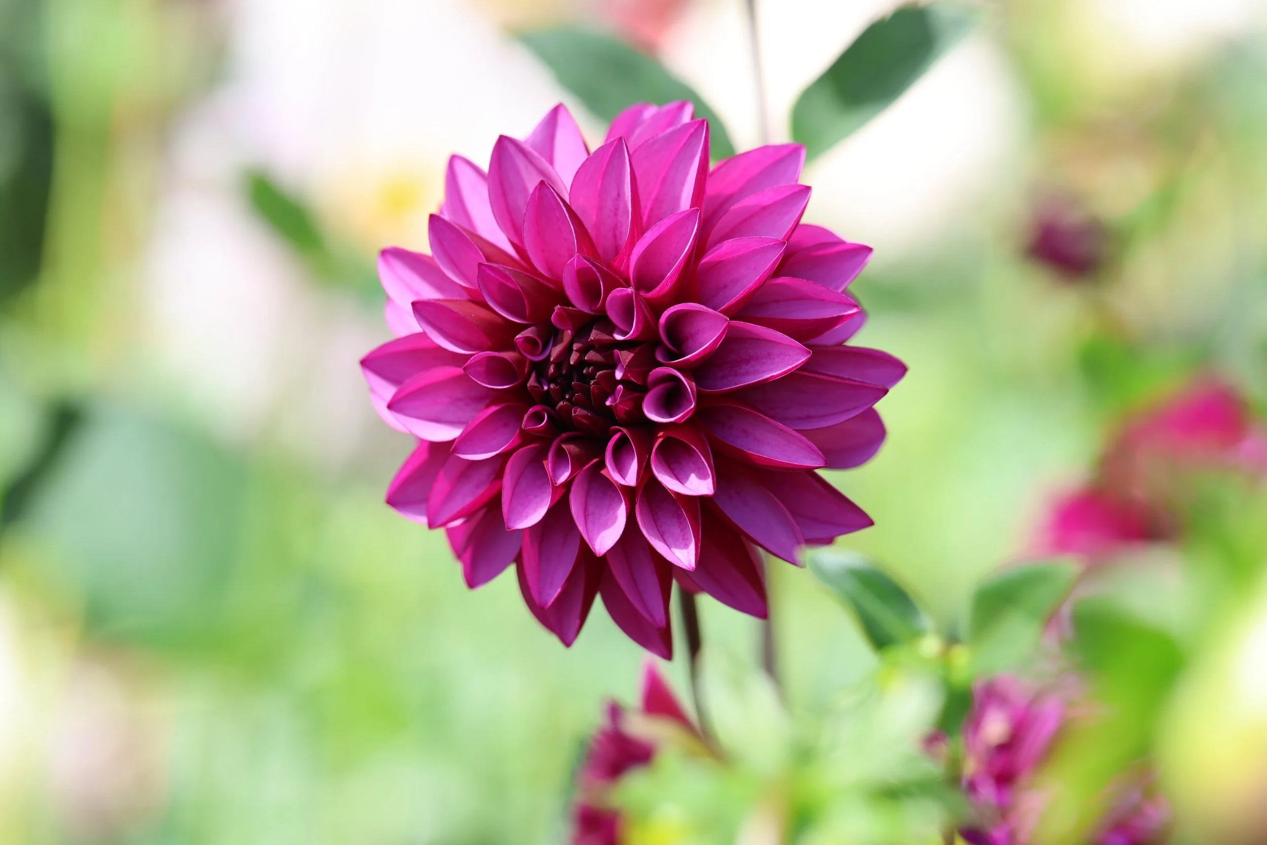 Verse dahlia
