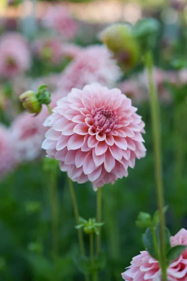 RM Peachy Pink dahlia