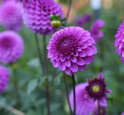 RM Ursula dahlia