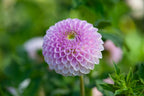 Westerton Ella Grace dahlia