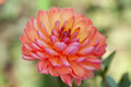 Wildwood Marie dahlia