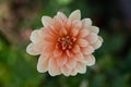 Yvonne dahlia